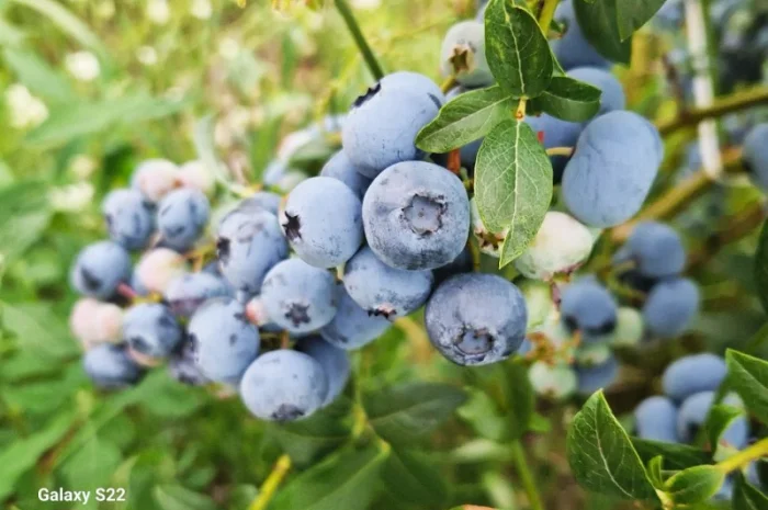 Купую Черешню Полуницю Лохину- фото № 2