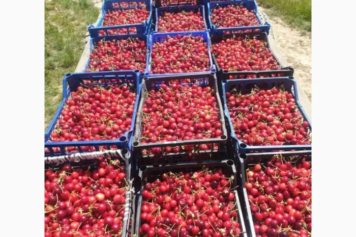 Купую Черешню Полуницю Лохину- фото № 3