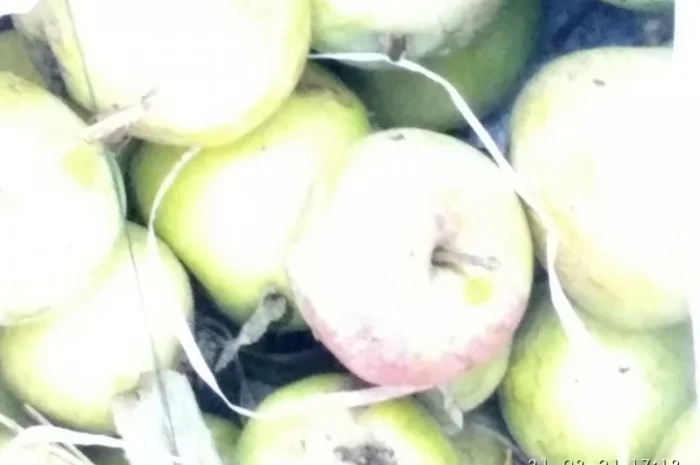 Продам яблука на сок та синю аличу- фото № 1