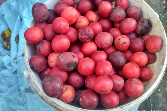 Продам яблука на сок та синю аличу- фото № 2