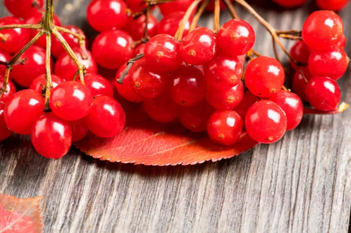 Продам калину- фото № 1