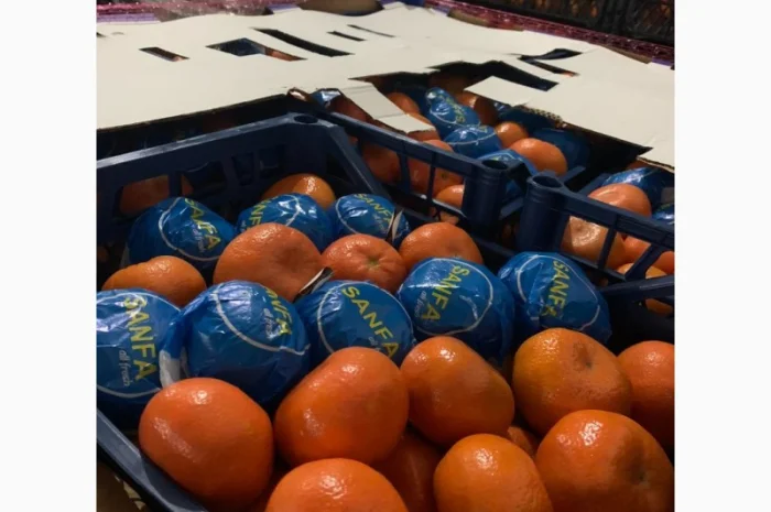 Продам Апельсин, Лимон, Мандарин Туреччина- фото № 2