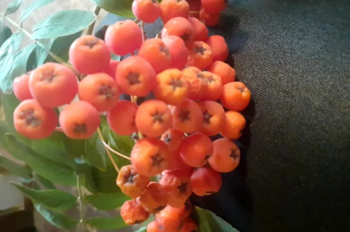 Купим свежие плоды боярышника, шиповника, красной рябины.Самовывоз- фото № 1