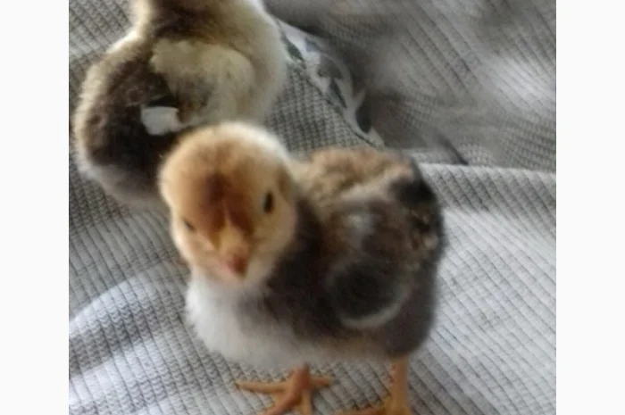 Ливенская ситцевая порода кур: петух и инкубационные яйца- фото № 2