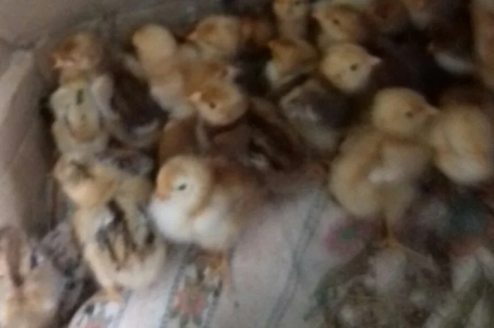 Ливенская ситцевая порода кур: петух и инкубационные яйца- фото № 3