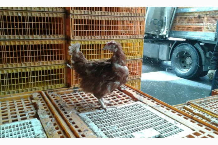 Покупаем на убой живую курицу- фото № 1
