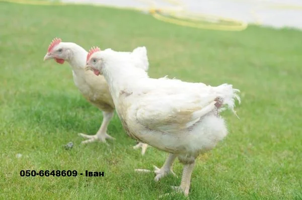 Продам Кури Бройлери (живі)- фото № 1