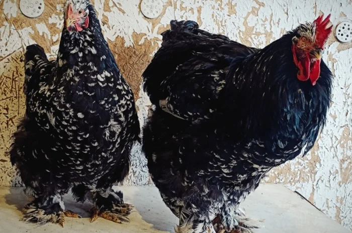 Кури Кохінкіни і нкуб.яйце від них- фото № 1