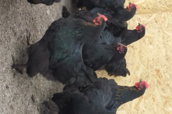 Кури Кохінкіни і нкуб.яйце від них- фото № 2