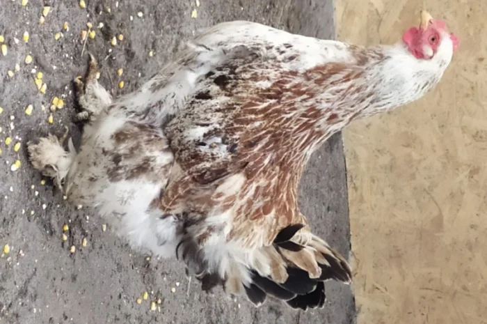 Кури Кохінкіни і нкуб.яйце від них- фото № 3