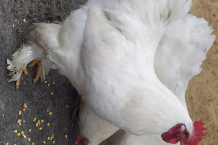 Кури Кохінкіни і нкуб.яйце від них- фото № 4