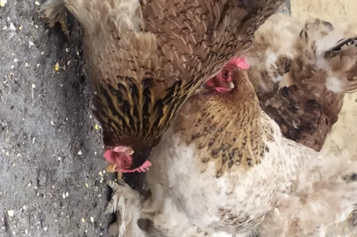 Кури Кохінкіни і нкуб.яйце від них- фото № 5