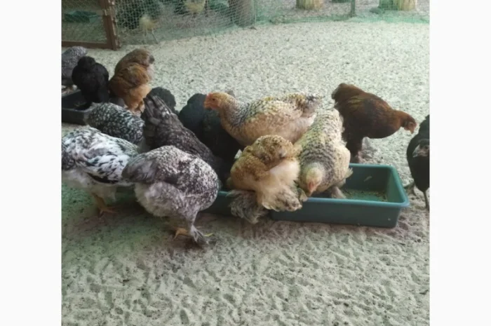 Кури Кохінкіни і нкуб.яйце від них- фото № 6