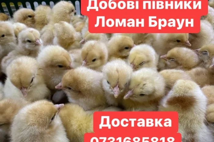 Добові курчата Ломан Браун Цыплята Ломан Браун суточные- фото № 1