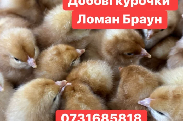 Добові курчата Ломан Браун Цыплята Ломан Браун суточные- фото № 2