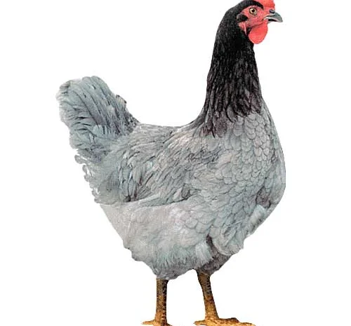 Цыплята бройлеры КООБ-500 (Польша, Чехия), Доминант, Мастер Грей, индюшата- фото № 6