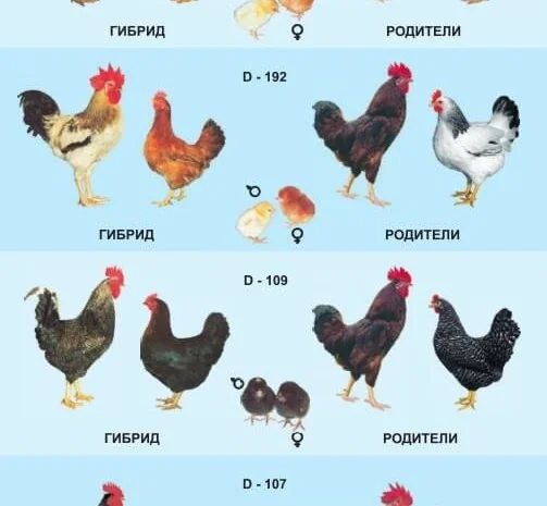 Цыплята бройлеры КООБ-500 (Польша, Чехия), Доминант, Мастер Грей, индюшата- фото № 7