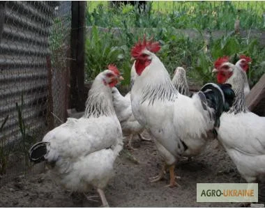 Цыплята бройлеры КООБ-500 (Польша, Чехия), Доминант, Мастер Грей, индюшата- фото № 4