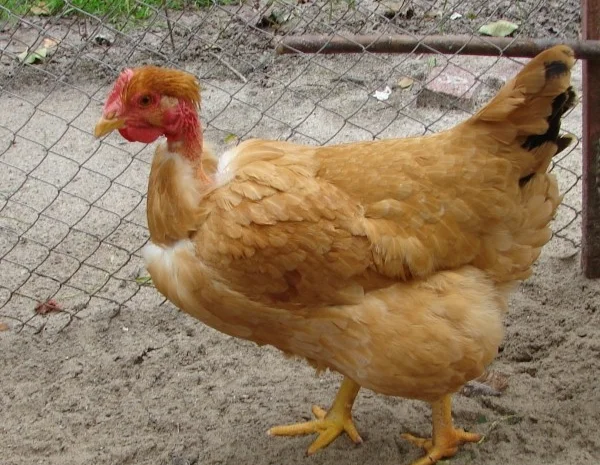 Цыплята бройлеры КООБ-500 (Польша, Чехия), Доминант, Мастер Грей, индюшата- фото № 3