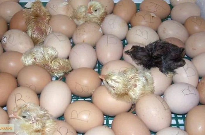 Цыплята мясо-яичной породы Браун Ник от производителя- фото № 2