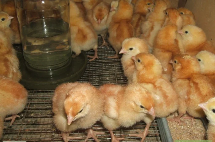 Цыплята мясо-яичной породы Браун Ник от производителя- фото № 1