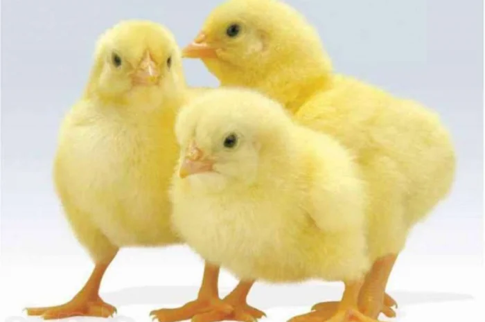 Цыплята бройлеры КОББ-500, от производителя Чехия Польша- фото № 1