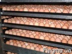 Цыплята бройлеры КОББ-500, от производителя Чехия Польша- фото № 2