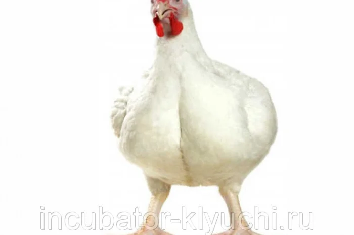 Цыплята бройлеры КОББ-500, от производителя Чехия Польша- фото № 4