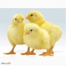 Курчата бройлери- фото № 1