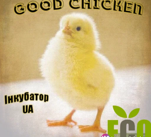 Продажа бройлеров КОББ 500- фото № 1