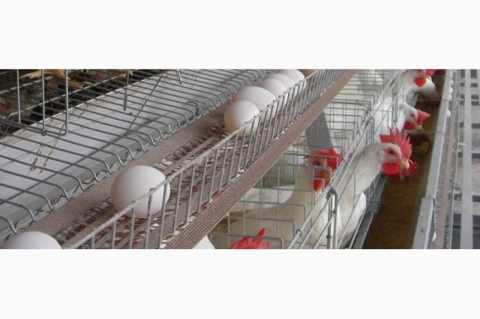 Ленты яйцесбора ЛТ-100, ЛТ-250, ЛТ-300 в продаже- фото № 1