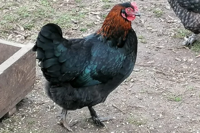 Продаємо молоді кури та півники породи Маран віком 12-20 тижнів- фото № 1