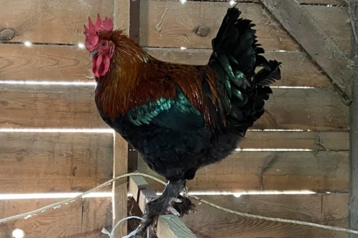 Продаємо молоді кури та півники породи Маран віком 12-20 тижнів- фото № 2