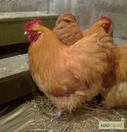 Орпінгтон півні, курки, курчата, яйця інкубаційні- фото № 1