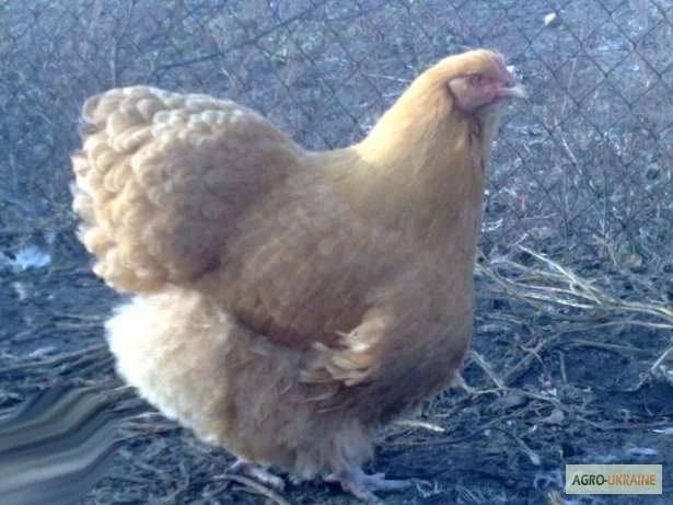 Орпінгтон півні, курки, курчата, яйця інкубаційні- фото № 2