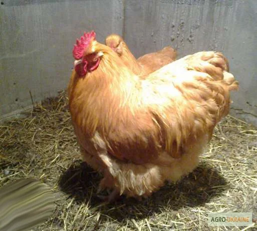 Орпінгтон півні, курки, курчата, яйця інкубаційні- фото № 4