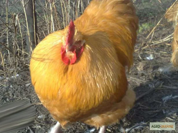Орпінгтон півні, курки, курчата, яйця інкубаційні- фото № 5