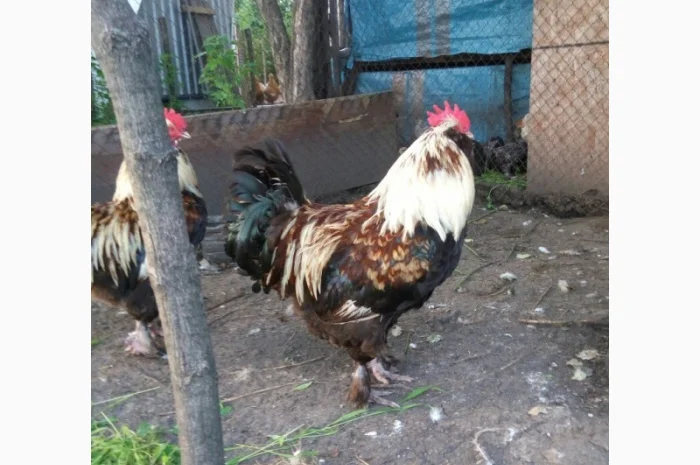 Фавероли, петухи, куры, цыплята, яйца- фото № 4