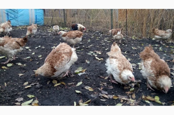 Фавероли, петухи, куры, цыплята, яйца- фото № 3