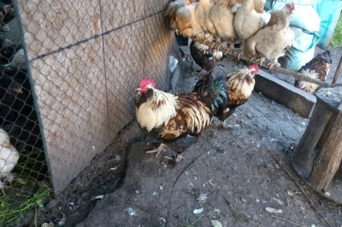 Фавероли, петухи, куры, цыплята, яйца- фото № 5