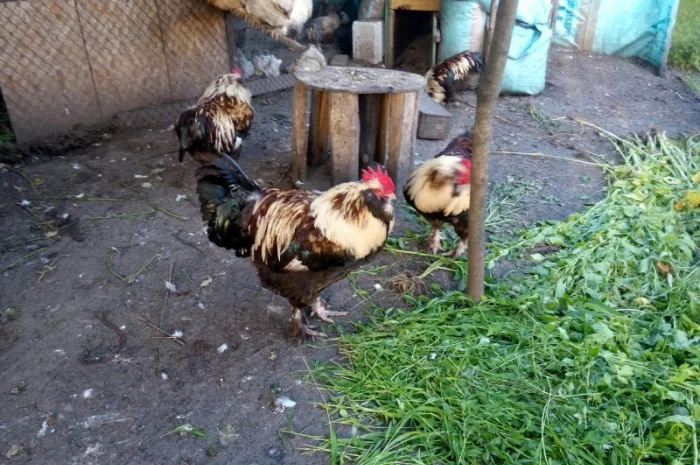 Фавероли, петухи, куры, цыплята, яйца- фото № 6