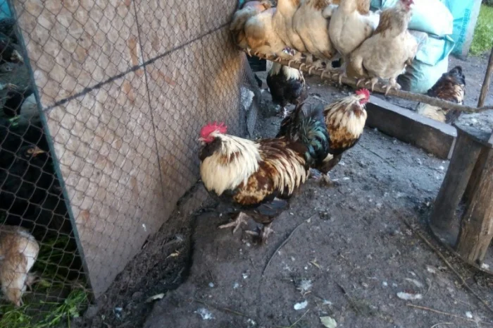 Фавероли, петухи, куры, цыплята, яйца- фото № 7