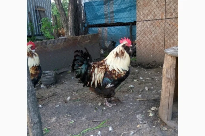 Фавероли, петухи, куры, цыплята, яйца- фото № 8