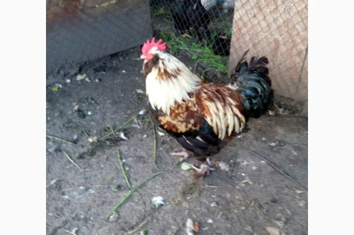 Фавероли, петухи, куры, цыплята, яйца- фото № 9