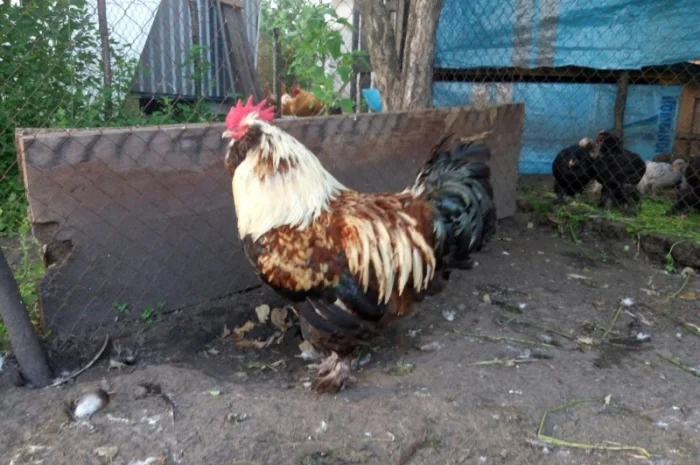Фавероли, петухи, куры, цыплята, яйца- фото № 10