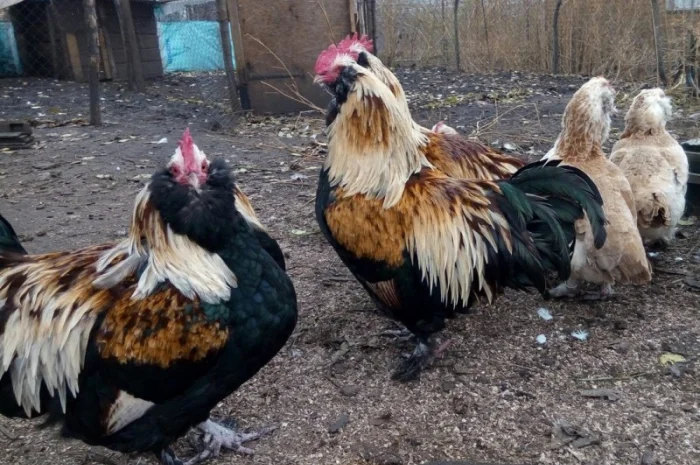 Фавероли, петухи, куры, цыплята, яйца- фото № 1
