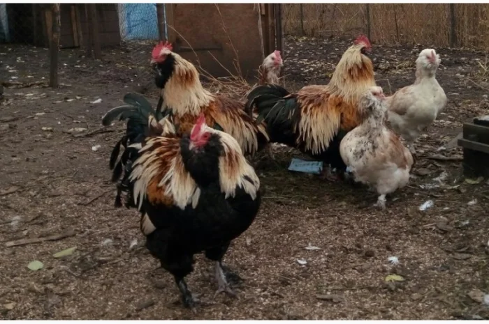 Фавероли, петухи, куры, цыплята, яйца- фото № 2