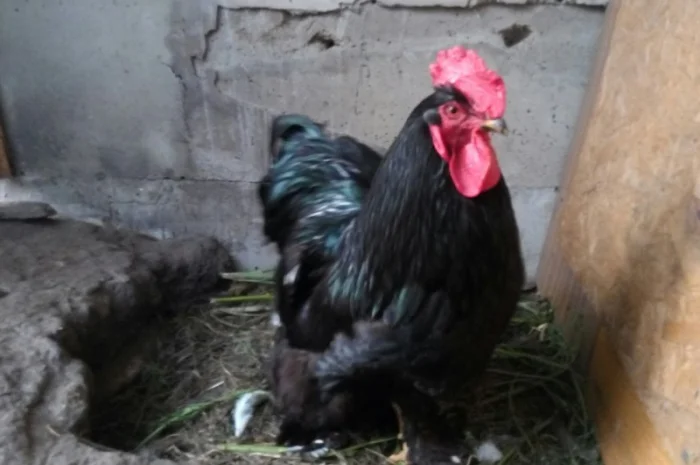 Кохинхин, куры, петухи, цыплята, яйца- фото № 2