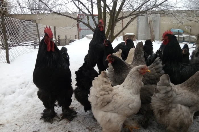 Кохинхин, куры, петухи, цыплята, яйца- фото № 8