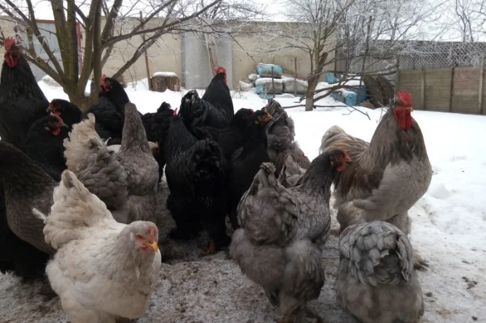 Кохинхин, куры, петухи, цыплята, яйца- фото № 9